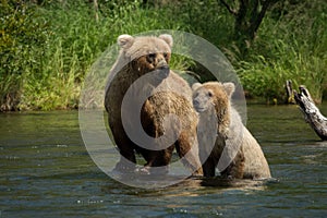 Alaskan brown bear sow with cub