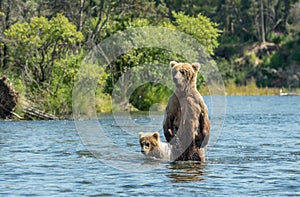 Alaskan brown bear sow and cub