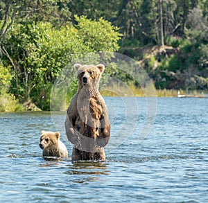 Alaskan brown bear sow and cub