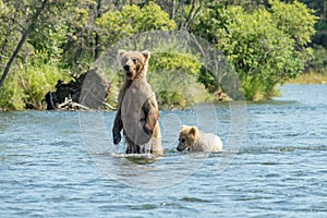 Alaskan brown bear sow and cub