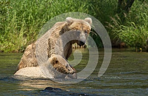 Alaskan brown bear sow with cub