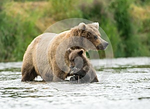 Alaskan brown bear sow and cub