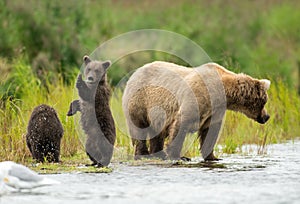 Alaskan brown bear sow and cub