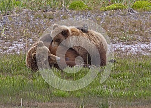 Alaskan brown bear sow and cub nursing