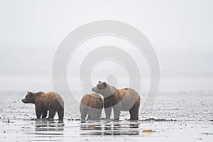 Alaskan brown bear sow and cubs