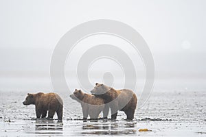 Alaskan brown bear sow and cubs