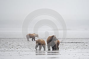 Alaskan brown bear sow and cubs