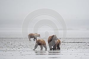 Alaskan brown bear sow and cubs