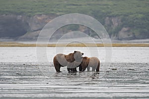 Alaskan brown bear sow and cubs