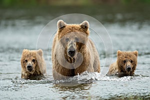 Alaskan brown bear sow and cubs