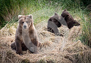 Alaskan brown bear sow with cubs