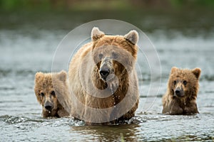 Alaskan brown bear sow and cubs