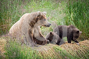 Alaskan brown bear sow with cubs