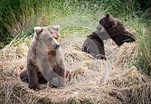 Alaskan brown bear sow with cubs