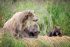 Alaskan brown bear sow with cubs