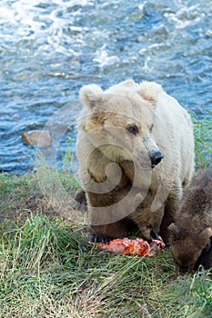 Alaskan brown bear sow and cubs