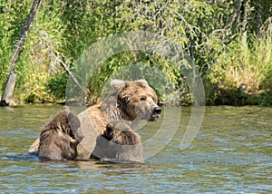 Alaskan brown bear sow and cubs