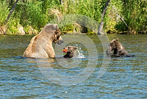 Alaskan brown bear sow and cubs