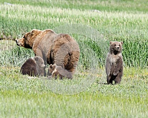 An Alaskan Brown Bear Sow and Her Three Cubs in the Katmai National Park photo