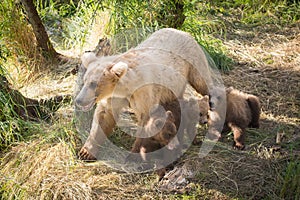 Alaskan brown bear sow with three cubs