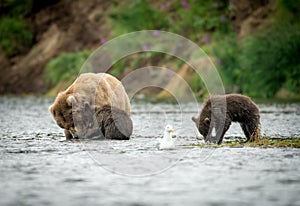 Alaskan brown bear sow and two cubs