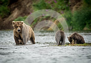 Alaskan brown bear sow and two cubs