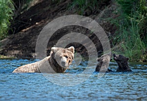 Alaskan brown bear sow and two cubs