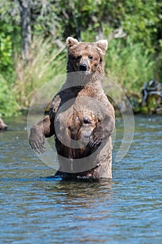 Alaskan brown bear standing