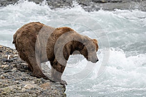 Alaskan brown bear standing on the edge over rapids
