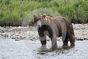 Alaskan brown bear in a stream