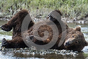 Alaskan brown bear taking a nap