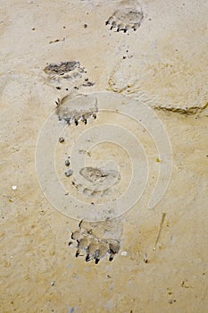 Brown bear claw tracks grizzly claws paw track photo