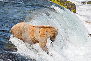 Alaskan brown bear trying to catch salmon