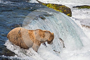 Alaskan brown bear trying to catch salmon