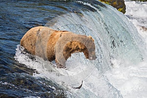 Alaskan brown bear trying to catch salmon