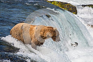 Alaskan brown bear trying to catch salmon