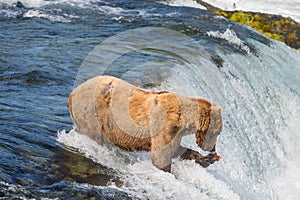 Alaskan brown bear trying to catch salmon