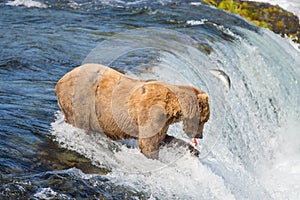 Alaskan brown bear trying to catch salmon