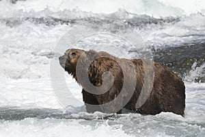 Alaskan brown bear in water