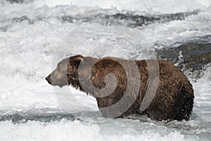 Alaskan brown bear in water