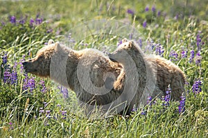 Alaskan Brown Bears img