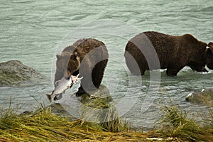 Alaskan Brown Bears catching salmon in the Chilkoot River