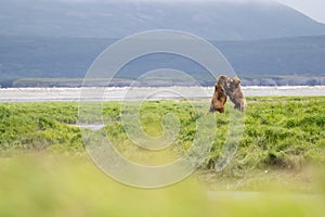 Alaskan brown bears sparring