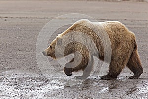 Alaskan brown black bear boar grizzly wildlife