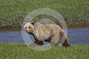 Alaskan Coastal Brown Bear