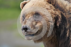 Alaskan Coastal Brown Bear