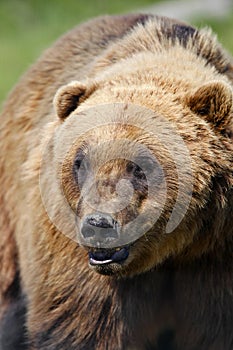 Alaskan Coastal Brown Bear