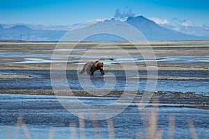 Alaskan Coastal Brown Bear grizzly searches for fish in a river in Katmai National Park, sitting on a sandbar