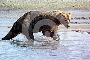 Alaskan Coastal Brown Bear grizzly searches for fish in a river in Katmai National Park, sitting on a sandbar