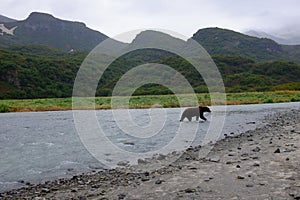 Alaskan Coastal Brown Bear, Katmai
